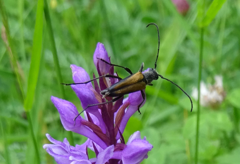 maschio di Anastrangalia dubia - Cerambicidae